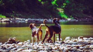 Scopri di più sull'articolo I collari elettronici per cani sono sicuri?